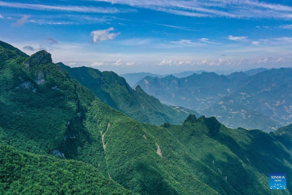 Protected wild plant species found in nature reserve in China's Chongqing