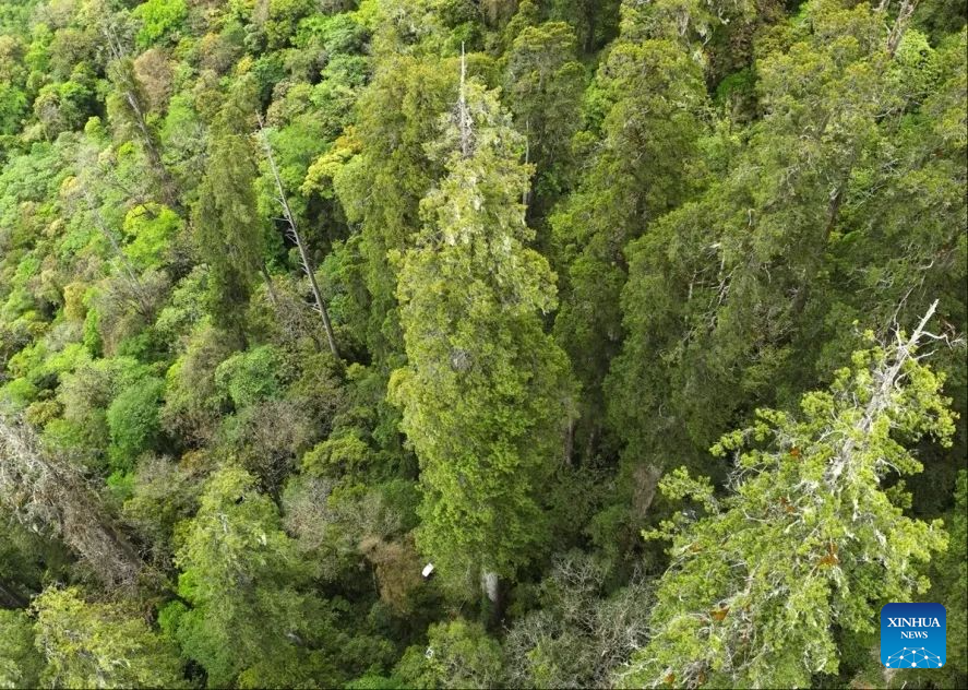 New Asian record of tallest tree found in Tibet