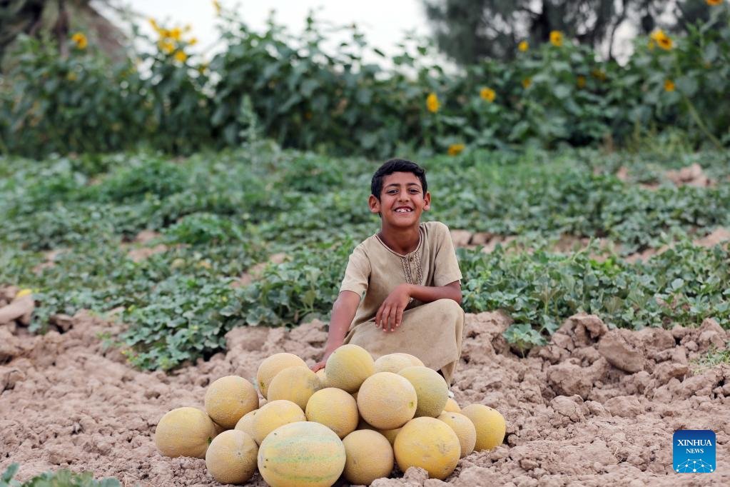 Melons harvested at farm in Baghdad, Iraq
