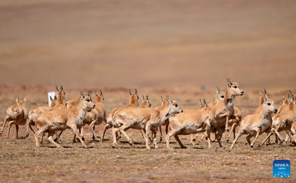 More Tibetan antelopes migrate to Hoh Xil to give birth