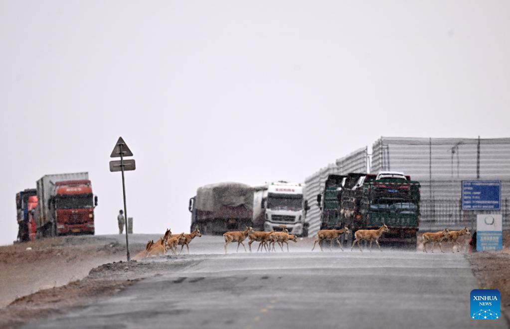 More Tibetan antelopes migrate to Hoh Xil to give birth