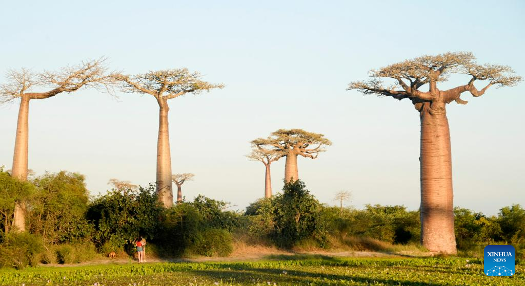 In pics: baobabs in west Madagascar