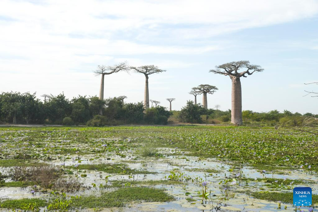 In pics: baobabs in west Madagascar