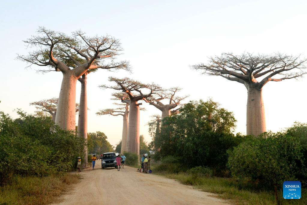 In pics: baobabs in west Madagascar
