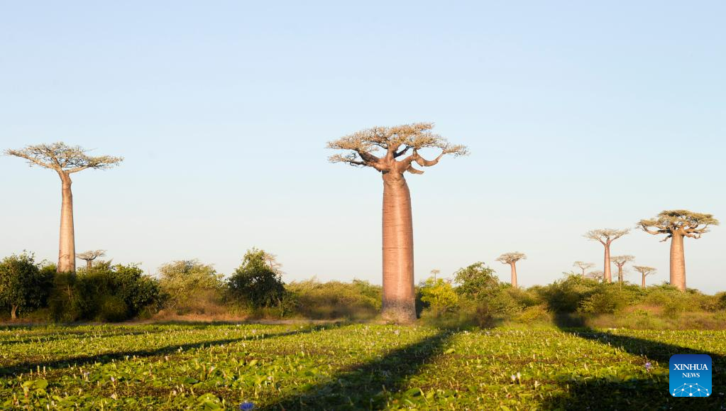 In pics: baobabs in west Madagascar