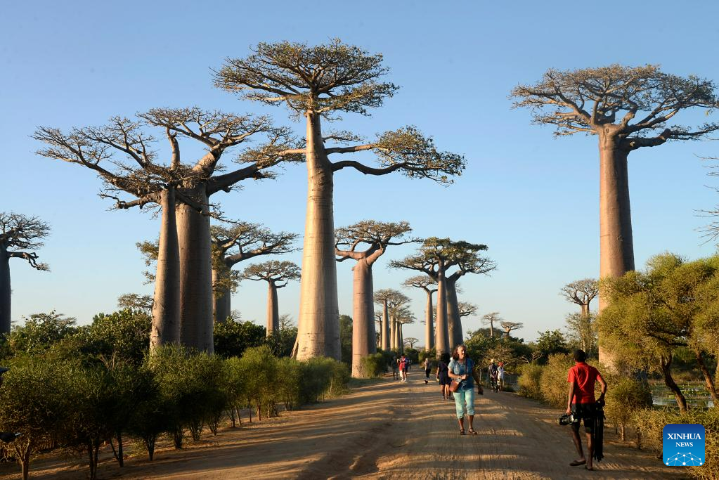 In pics: baobabs in west Madagascar