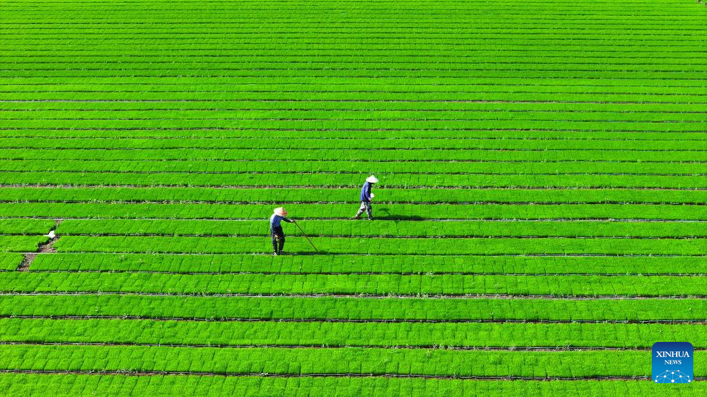 Grain in Ear marked across China