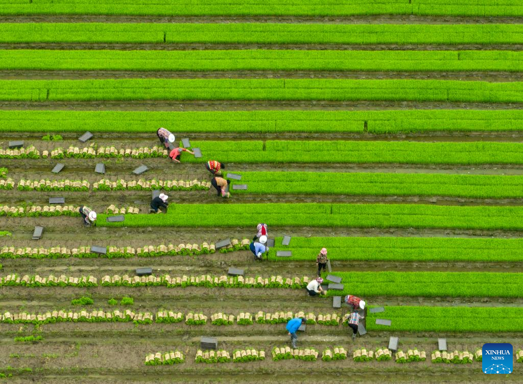 Grain in Ear marked across China