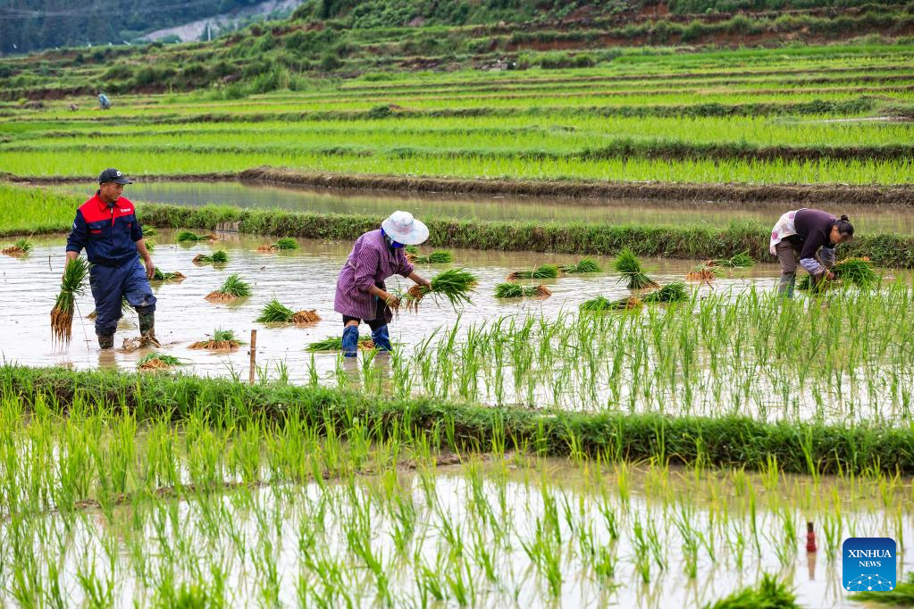 Grain in Ear marked across China