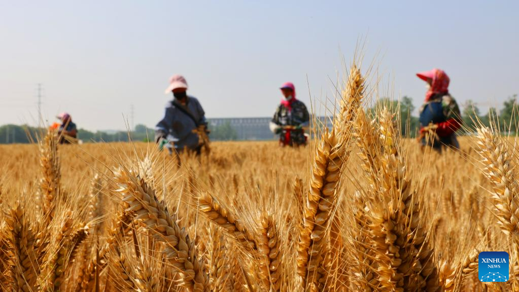 Grain in Ear marked across China