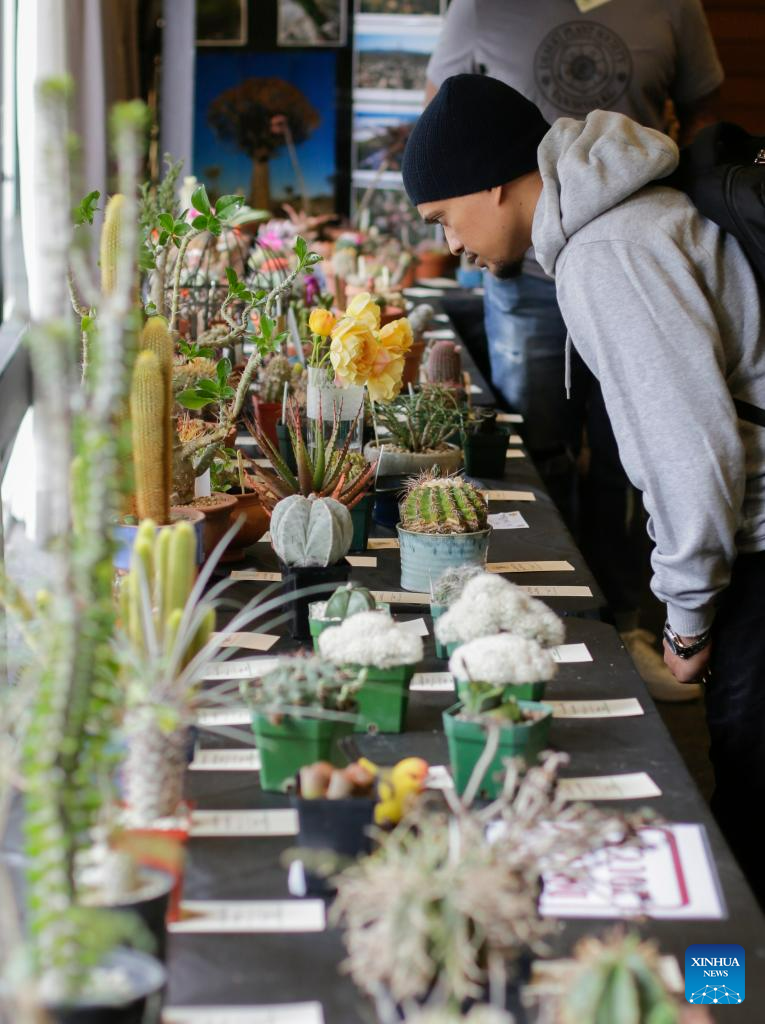 Annual show of desert plants held in Vancouver, Canada _Guangming Online