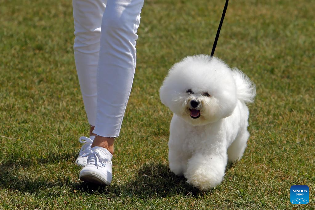 Int'l canine beauty show held in Romania