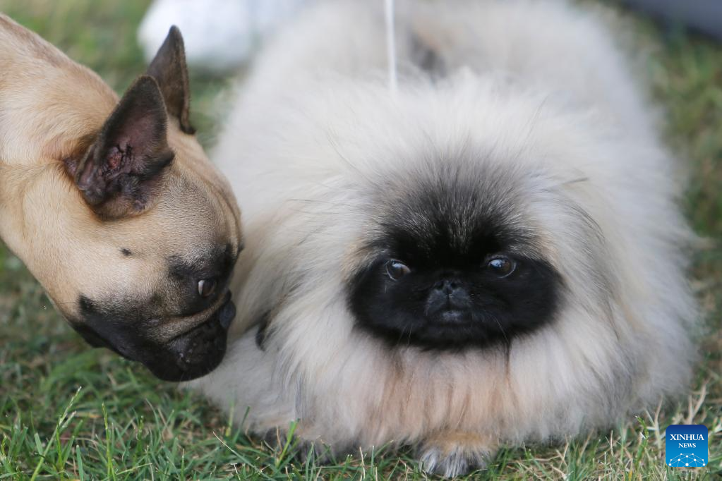 Int'l canine beauty show held in Romania