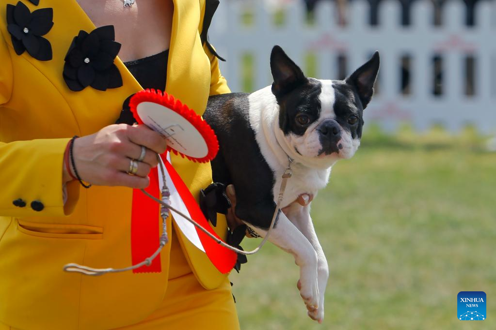 Int'l canine beauty show held in Romania