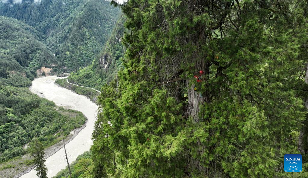 Discovery of giant cypress in SW China refreshes Asian record of tallest tree