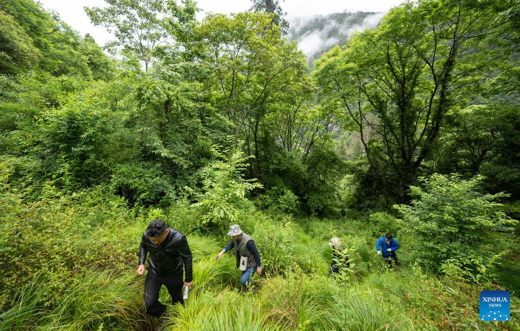 Discovery of giant cypress in SW China refreshes Asian record of tallest tree