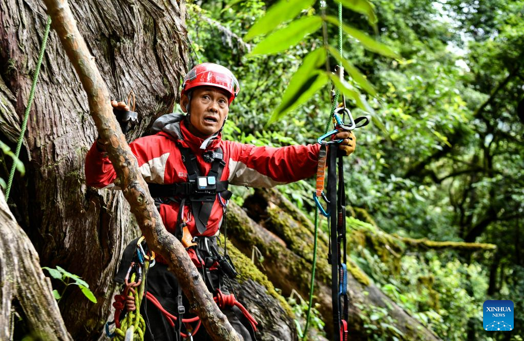 Discovery of giant cypress in SW China refreshes Asian record of tallest tree