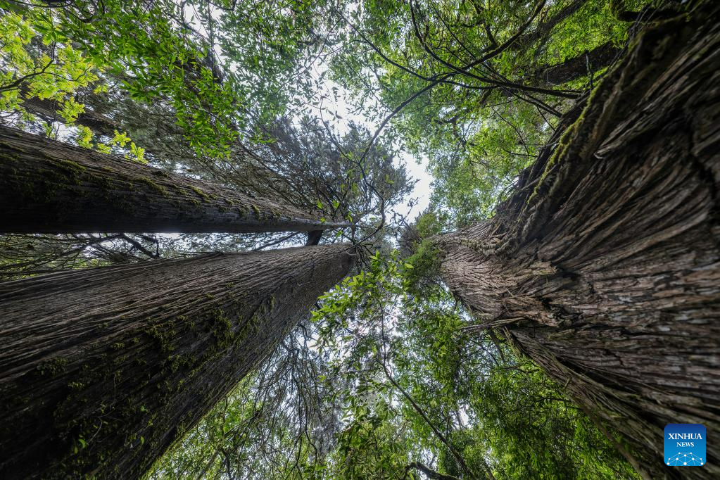 Discovery of giant cypress in SW China refreshes Asian record of tallest tree