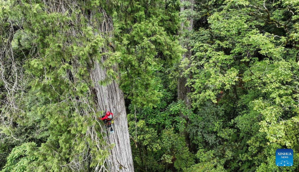 Discovery of giant cypress in SW China refreshes Asian record of tallest tree