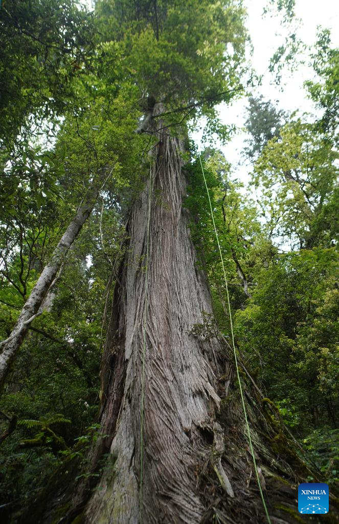 Discovery of giant cypress in SW China refreshes Asian record of tallest tree