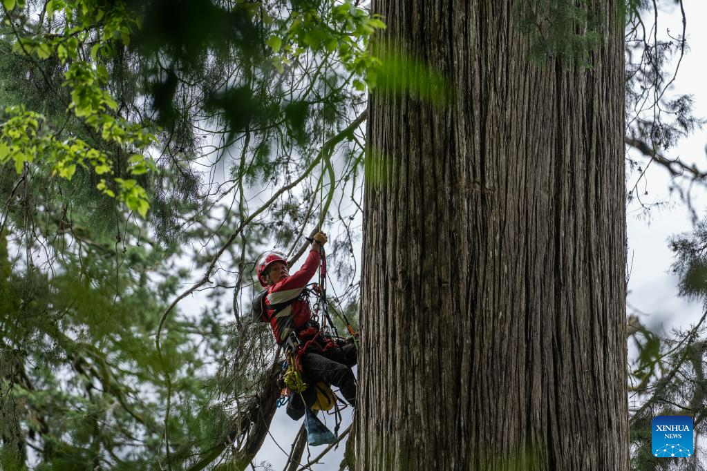 Discovery of giant cypress in SW China refreshes Asian record of tallest tree