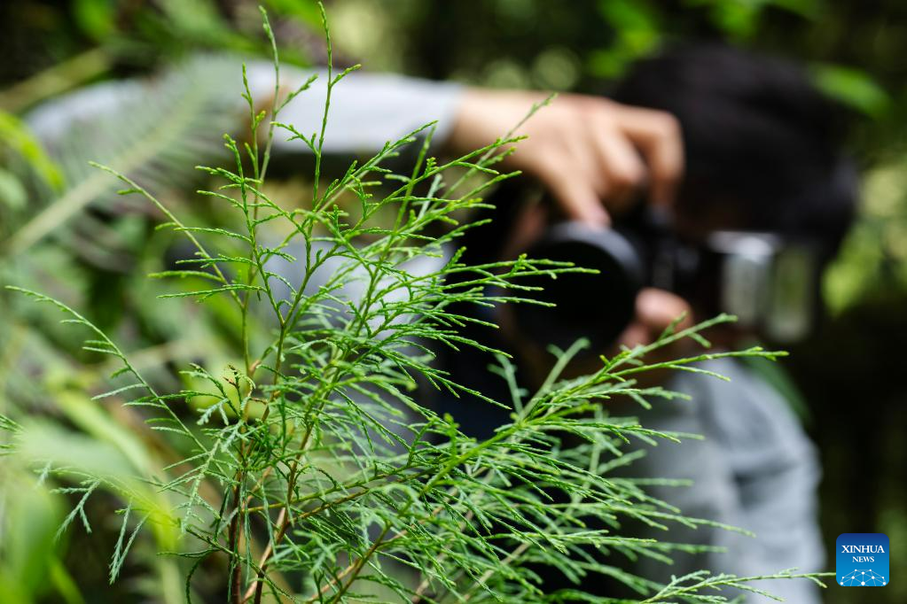 Discovery of giant cypress in SW China refreshes Asian record of tallest tree