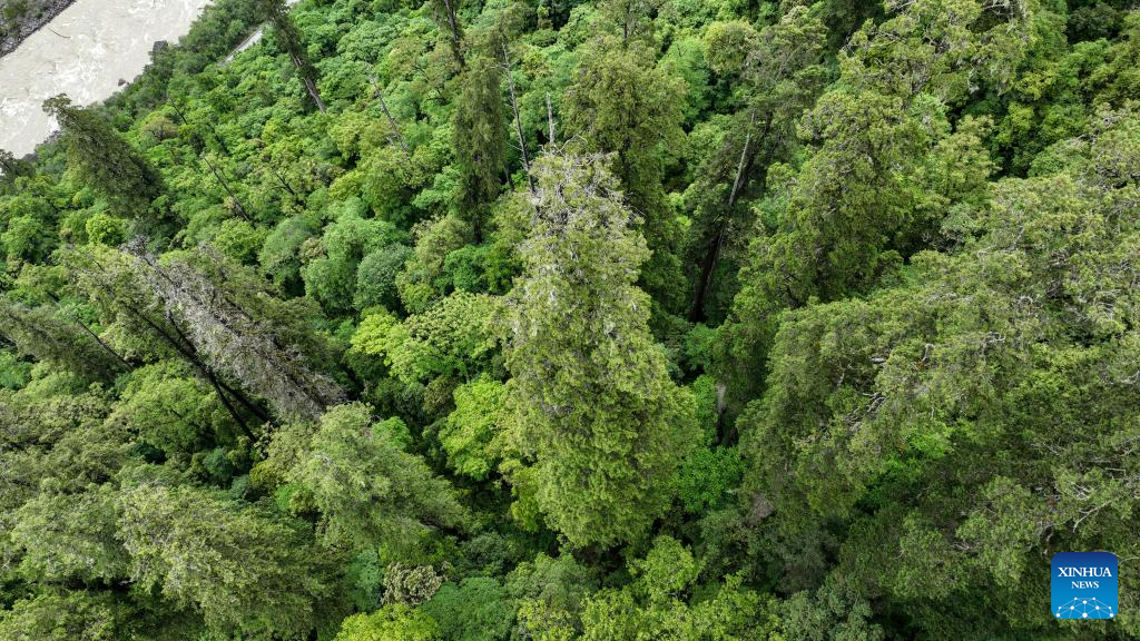 Discovery of giant cypress in SW China refreshes Asian record of tallest tree