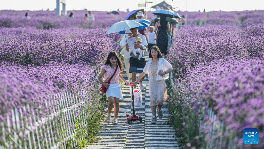 Tourists enjoy themselves in verbena field in Gaopo Township, SW China