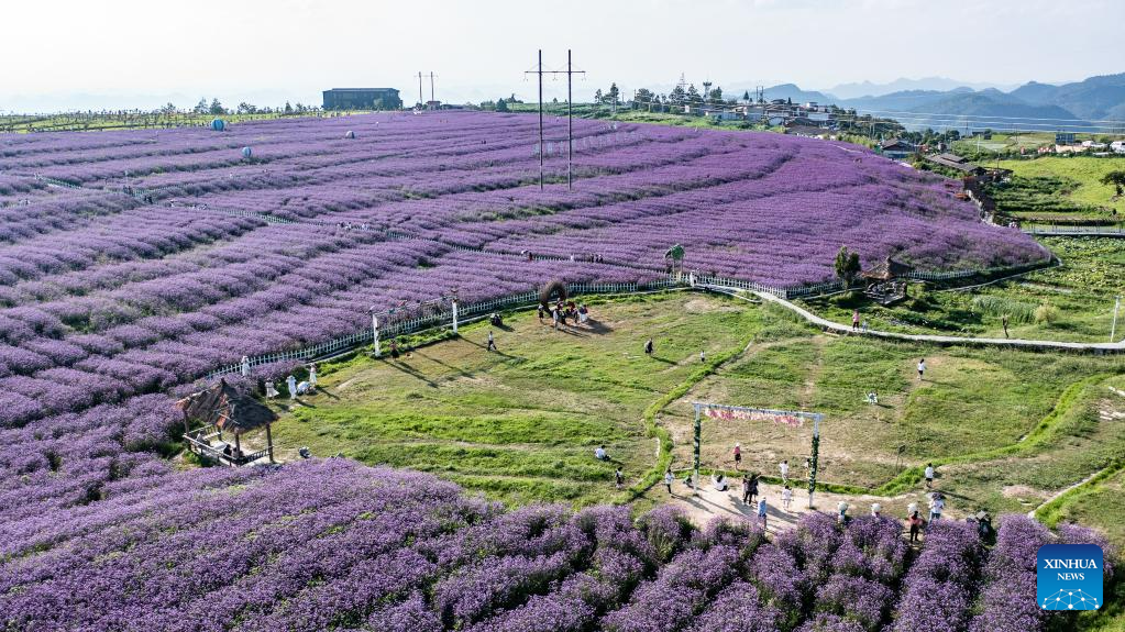 Tourists enjoy themselves in verbena field in Gaopo Township, SW China