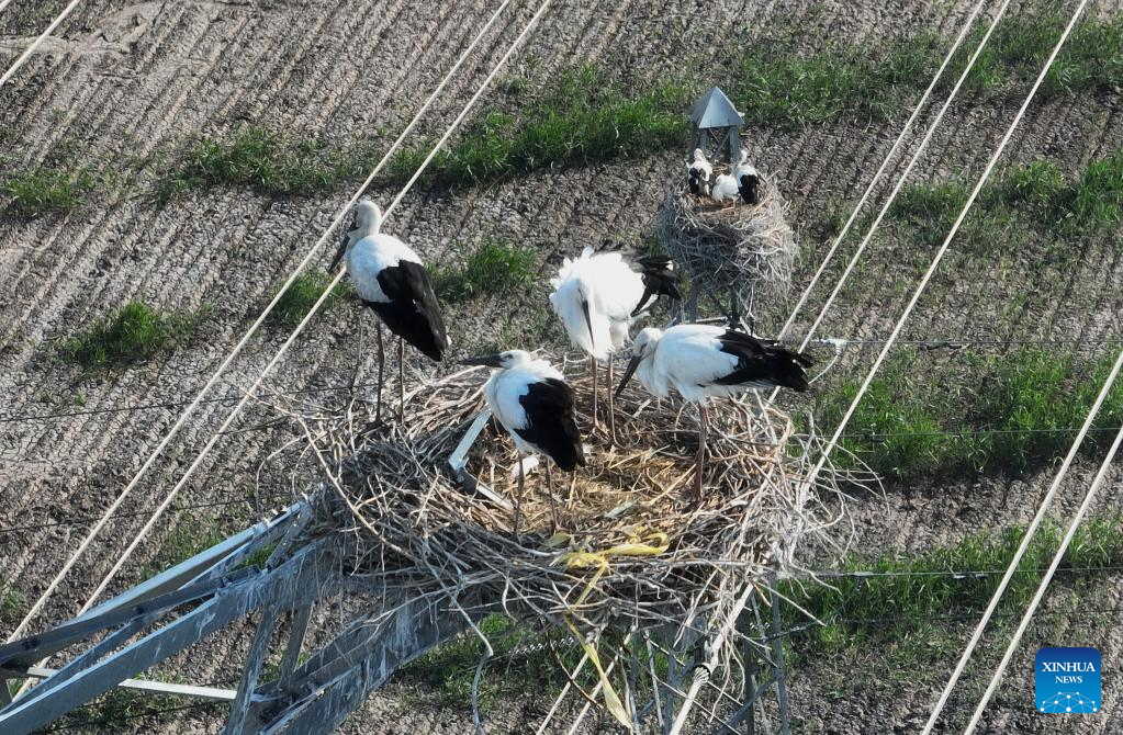 Town in Tangshan becomes habitat for oriental white storks with improved environment