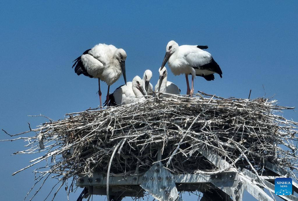 Town in Tangshan becomes habitat for oriental white storks with improved environment
