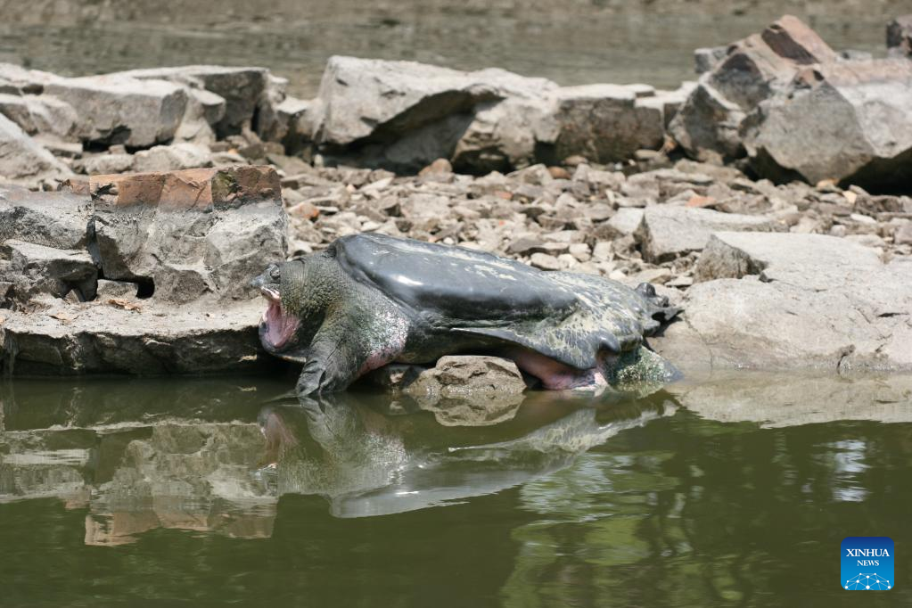 Feature: Earth's last two Swinhoe's turtles, yet both male