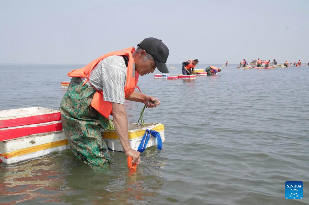 Marine ecological protection and restoration project in Tangshan makes progress