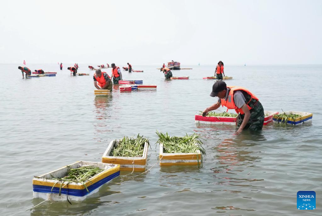 Marine ecological protection and restoration project in Tangshan makes progress