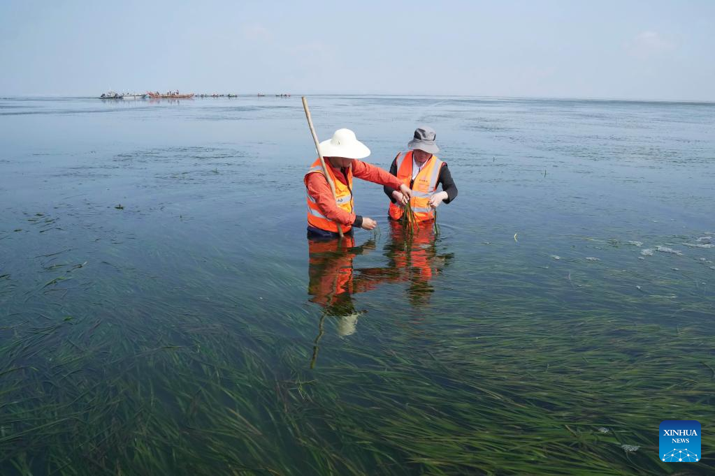 Marine ecological protection and restoration project in Tangshan makes progress