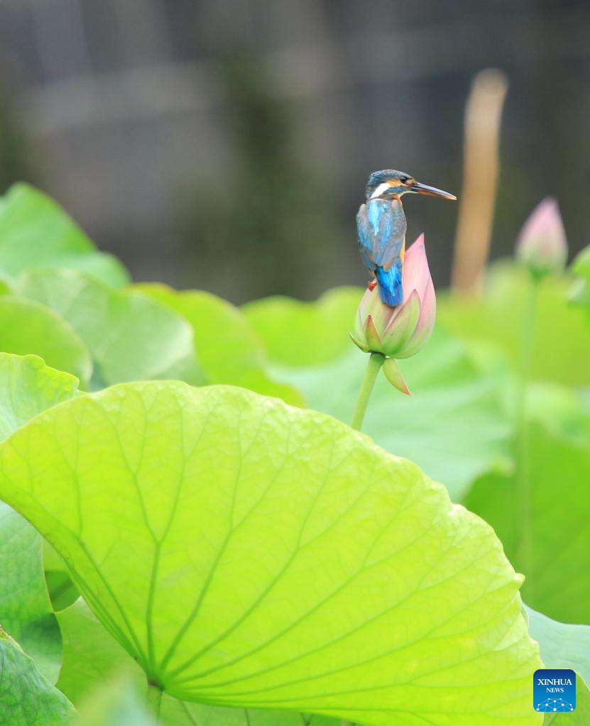 Lotus flowers across China begin to bloom as summer comes