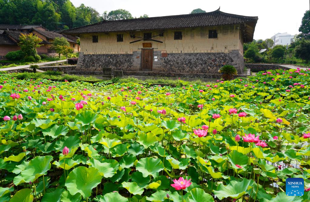 Lotus flowers across China begin to bloom as summer comes
