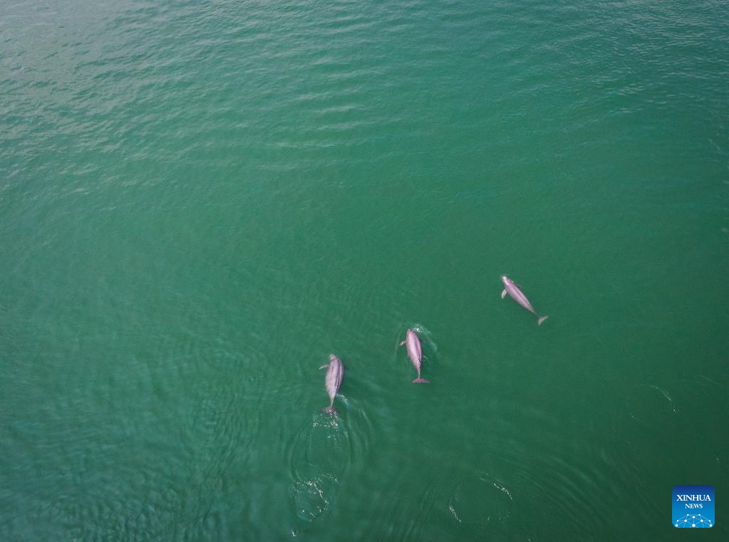 China Focus: 10-year fishing ban improves biodiversity in Yangtze River