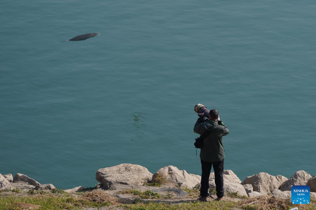 China Focus: 10-year fishing ban improves biodiversity in Yangtze River
