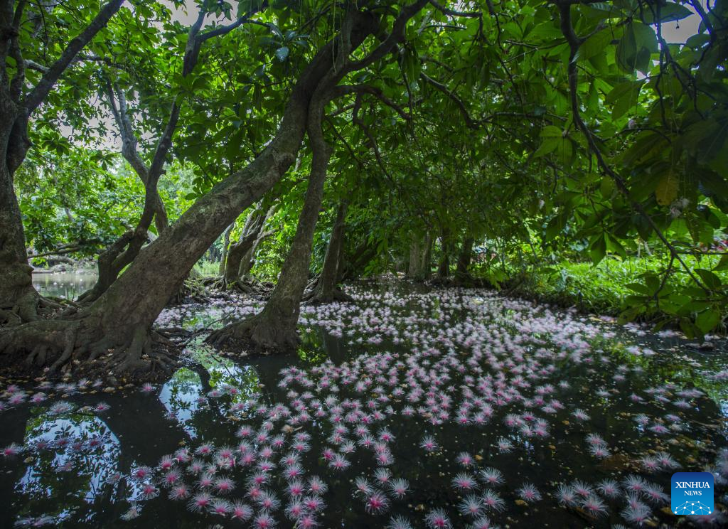 Across China: Small village flourishes as rare flowers draw visitors
