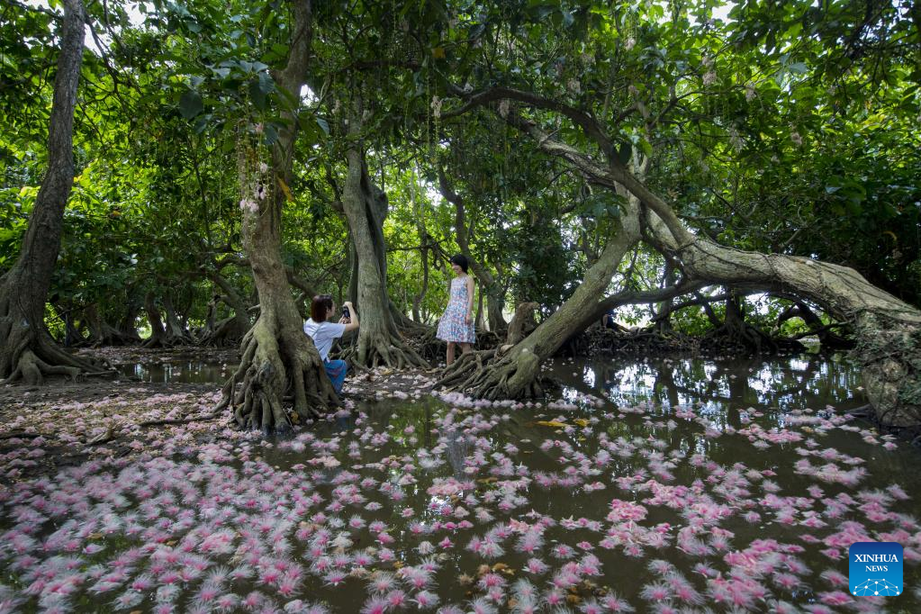 Across China: Small village flourishes as rare flowers draw visitors