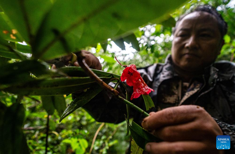 Pic story: Gaoligongshan national nature reserve ranger in SW China