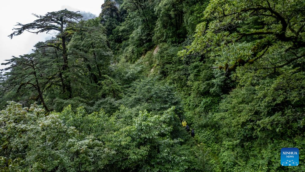 Pic story: Gaoligongshan national nature reserve ranger in SW China