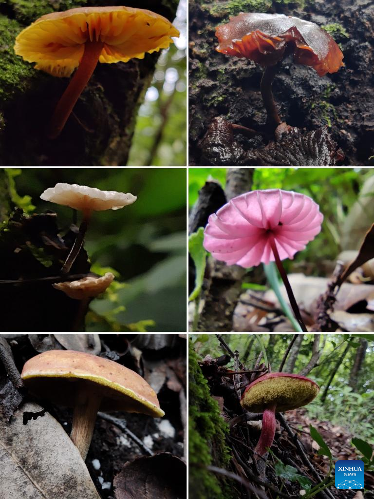 Pic story: Gaoligongshan national nature reserve ranger in SW China