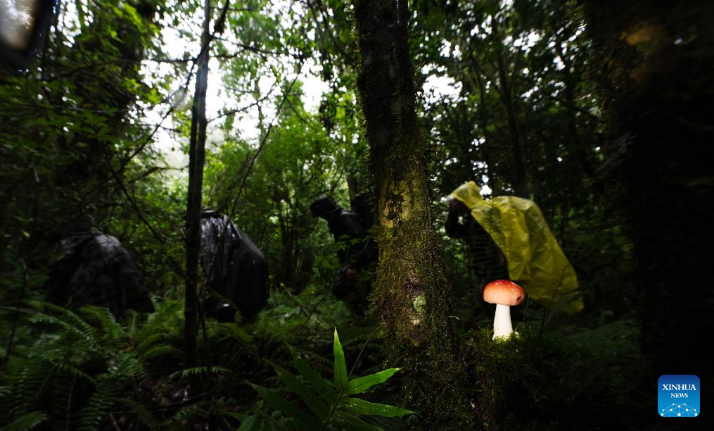 Pic story: Gaoligongshan national nature reserve ranger in SW China