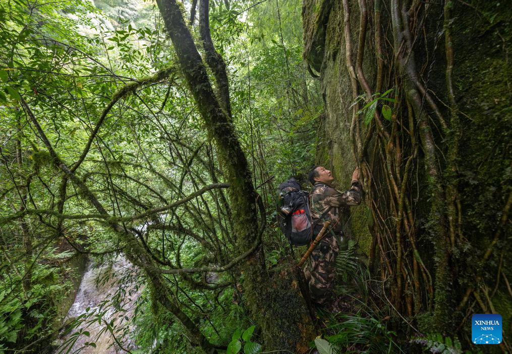 Pic story: Gaoligongshan national nature reserve ranger in SW China
