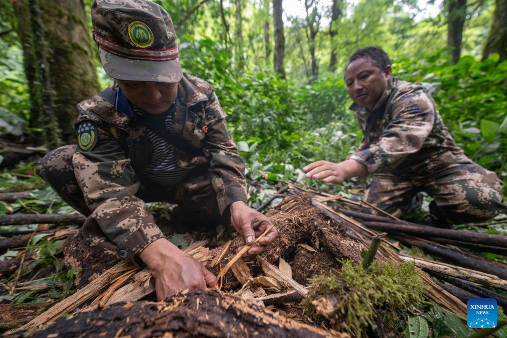 Pic story: Gaoligongshan national nature reserve ranger in SW China