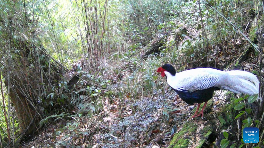 Animals seen in Gaoligong Mountain National Nature Reserve in Yunnan
