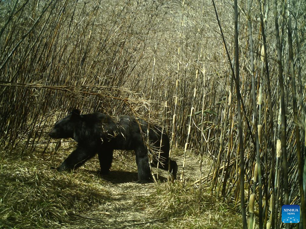 Animals seen in Gaoligong Mountain National Nature Reserve in Yunnan