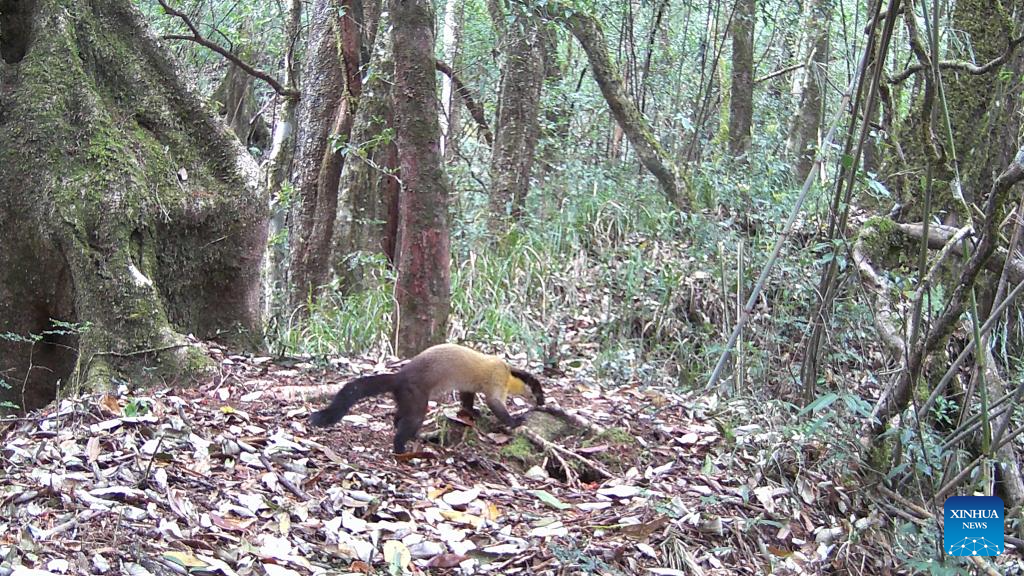 Animals seen in Gaoligong Mountain National Nature Reserve in Yunnan